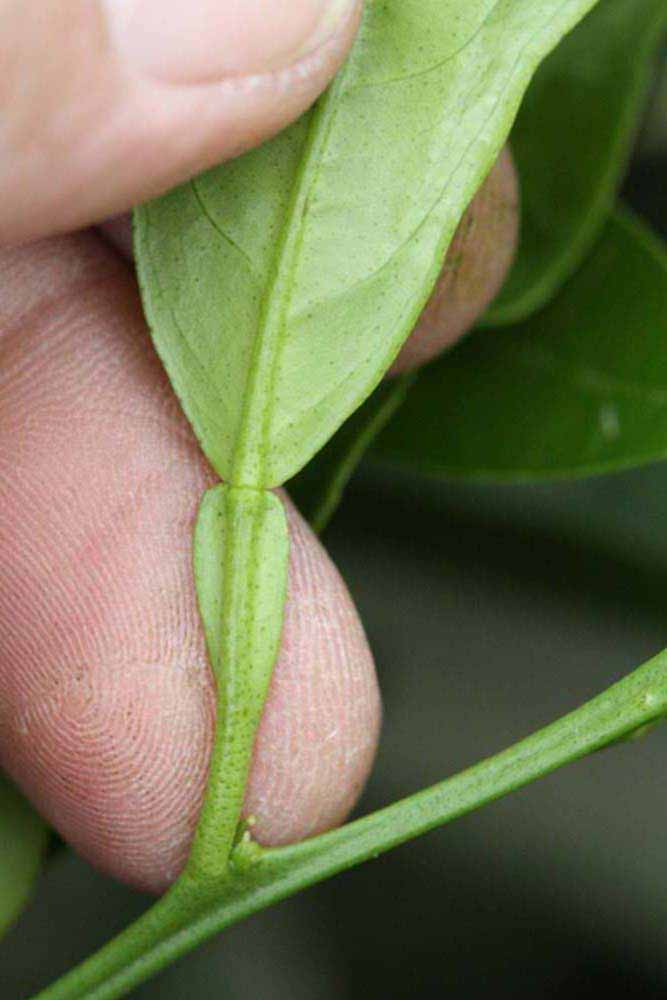              Petiole (Riverside, CA)       